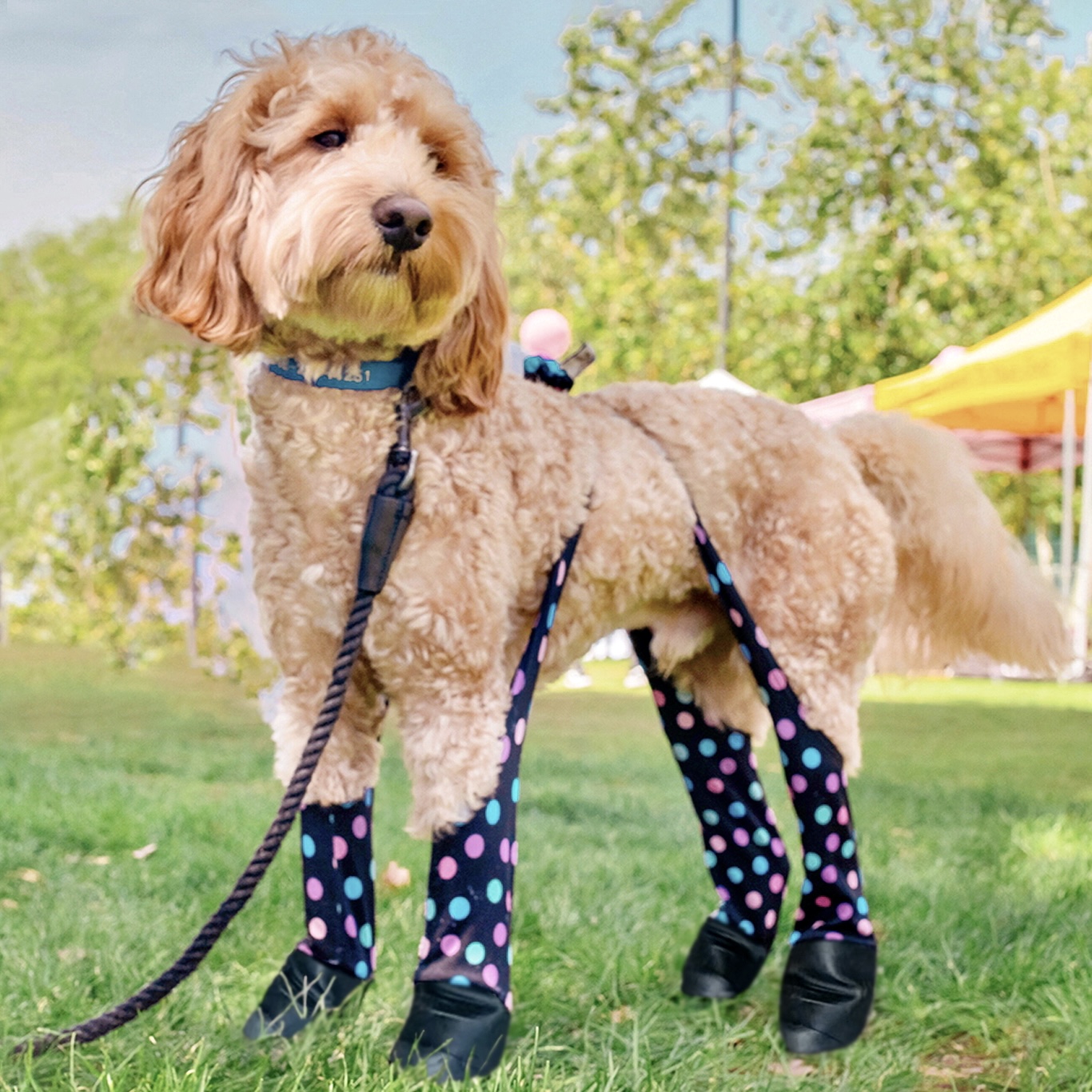 Doodle wearing black Walkee Paws boot leggings on the trail