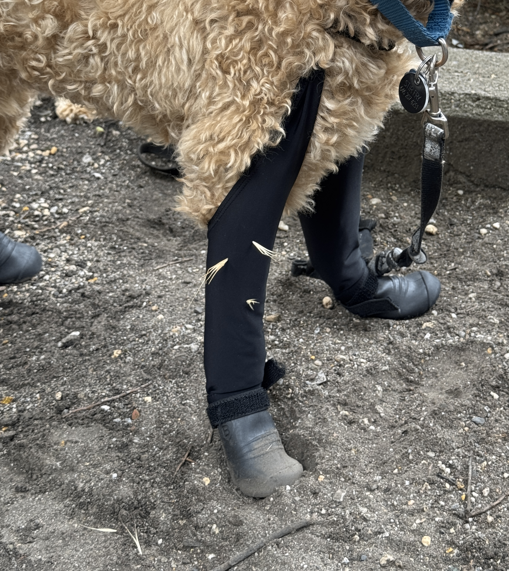 Walkee Paws leggings flat lay