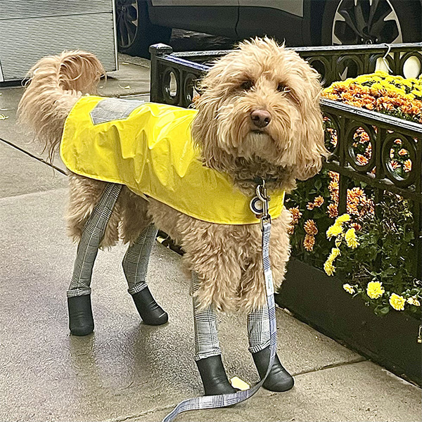 Dog wearing the Walkee Paws leggings paired with the raincoat