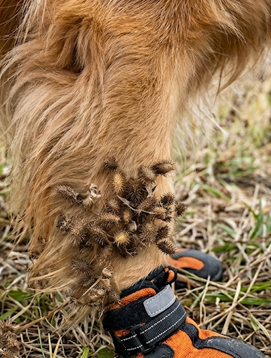 Leg fur full of burrs