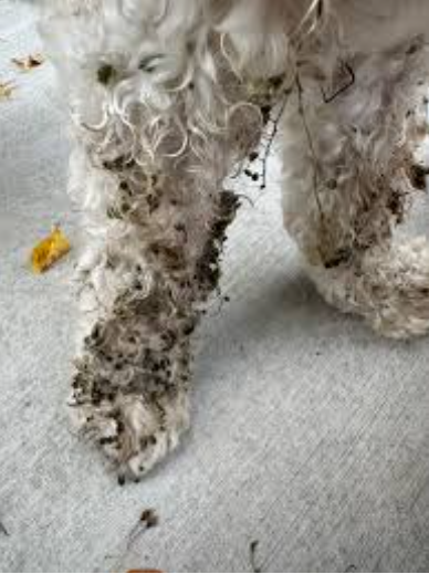 Dog leg covered in foxtails and burrs