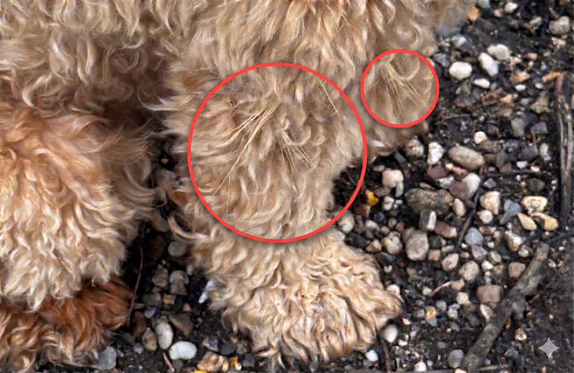 Dirty matted paw with debris stuck in fur