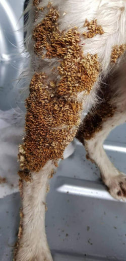 Dirty matted paw with debris stuck in fur