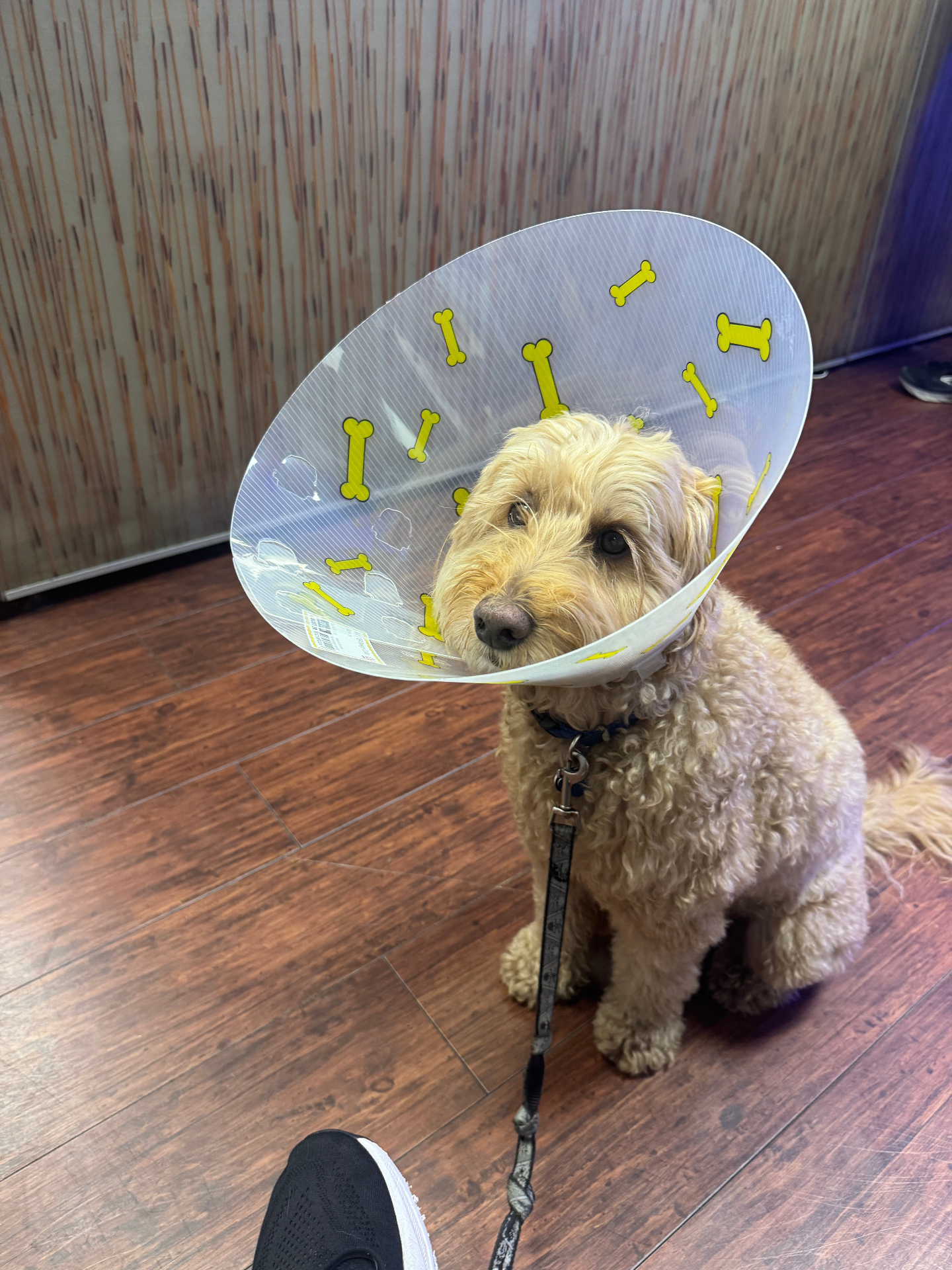 Dog wearing a recovery cone at the vet