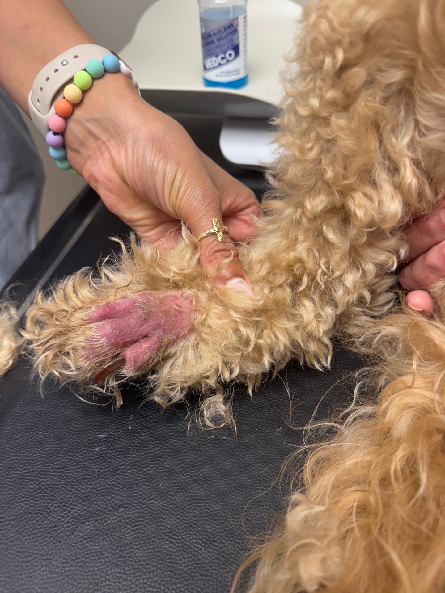 Vet inspecting a swollen, irritated paw