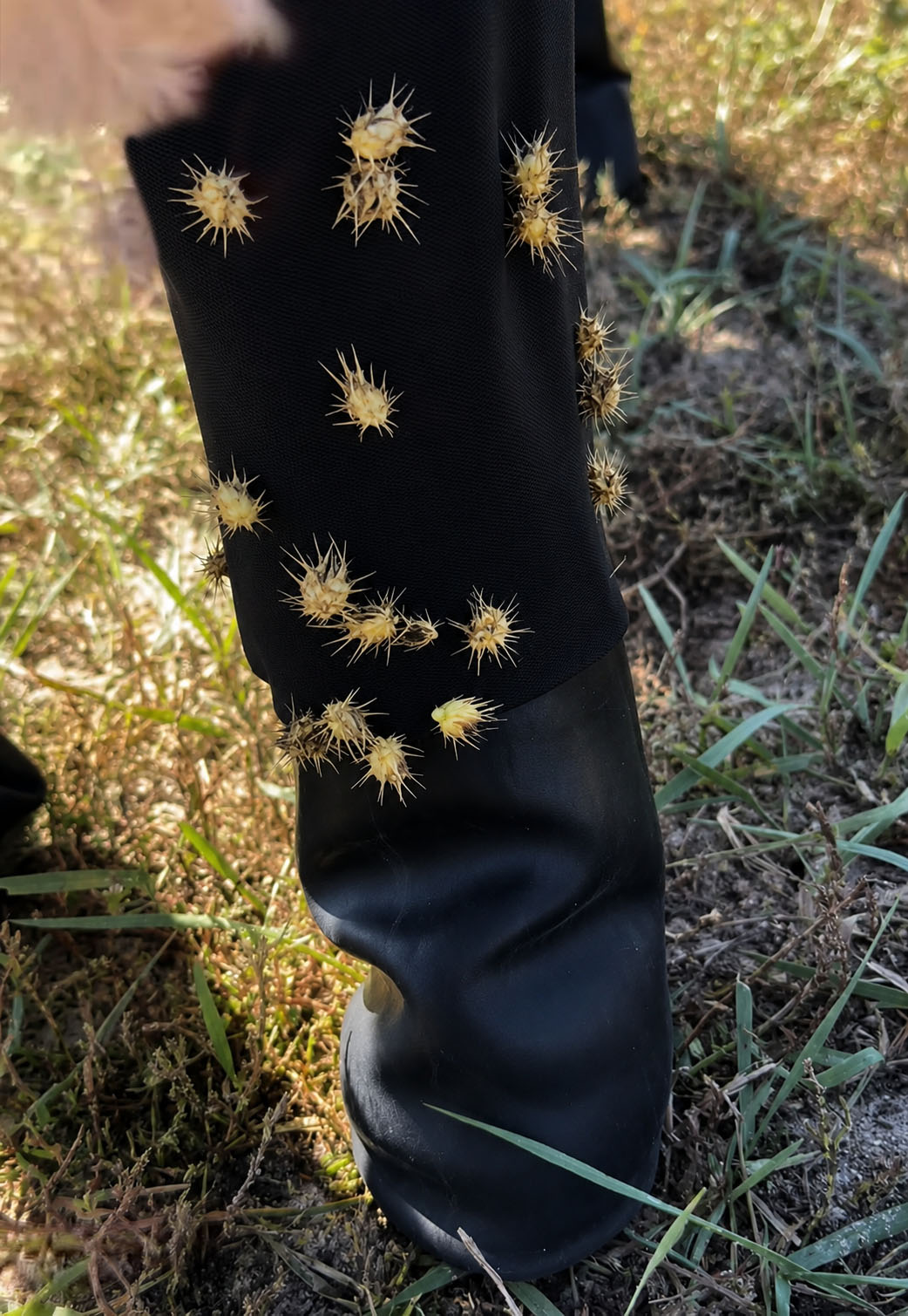Standard boot leaves leg covered in foxtails above the ankle